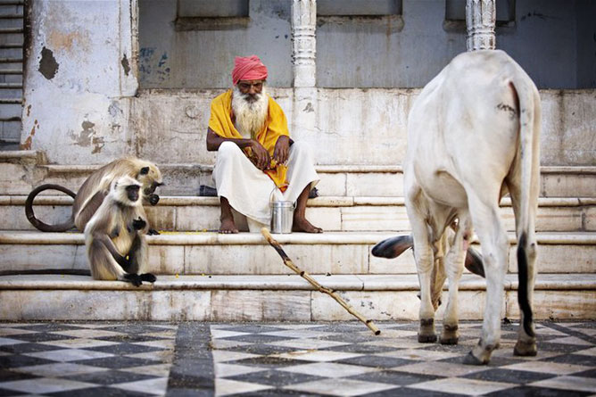 Indiai életkép: öregember, tehén, majmok