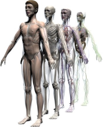 Az emberi test.