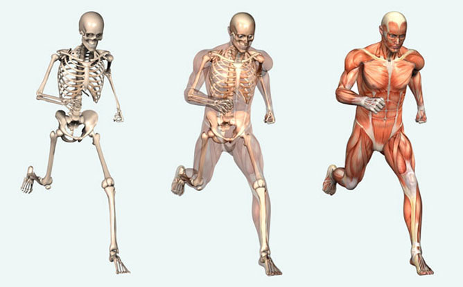 Emberi csont és izomrendszer.