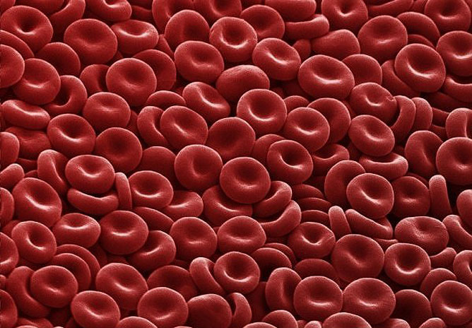 Vörös vérsejtek.