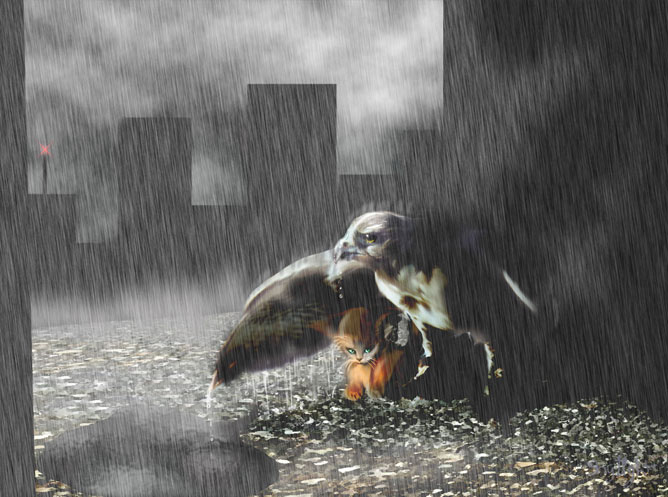 Sasmadár, szárnyai alatt védelmez egy kiscicát az esőben.