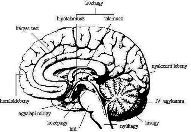 Emberi agy- leírással.