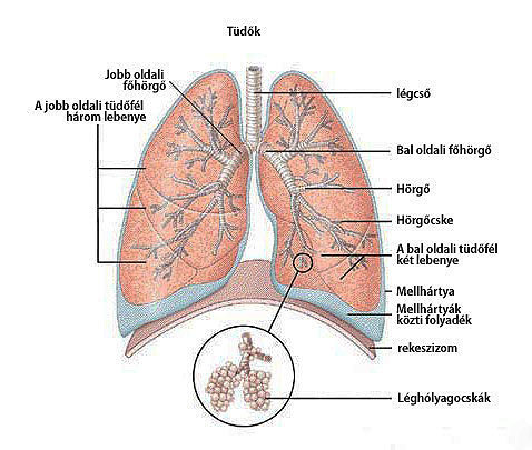 Az emberi légzőrendszer részletes rajza.