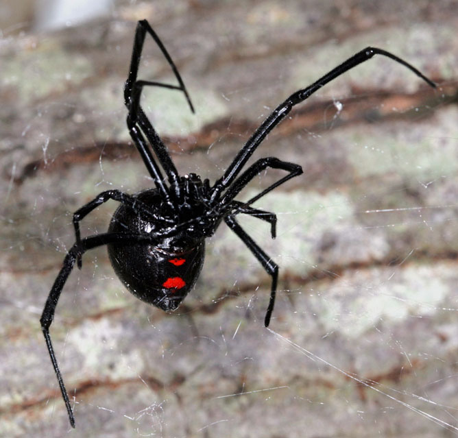 Fekete özvegy pók.