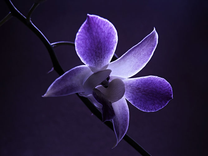 Lila orhidea.