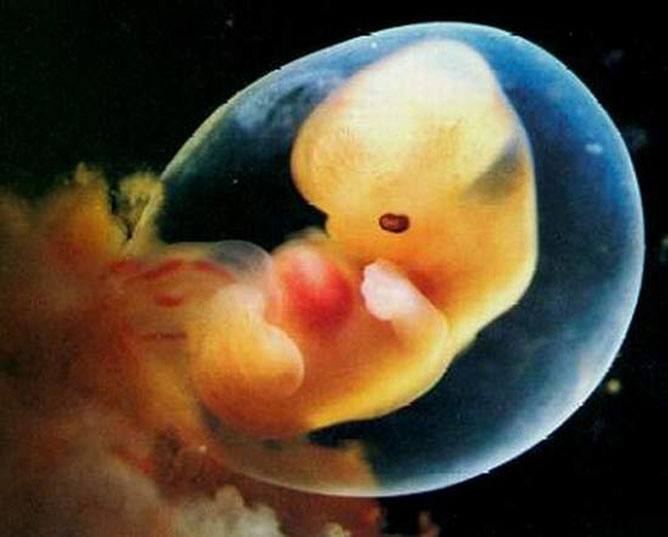 Emberi embrió.
