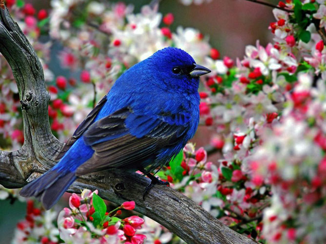A boldogság kék madara.