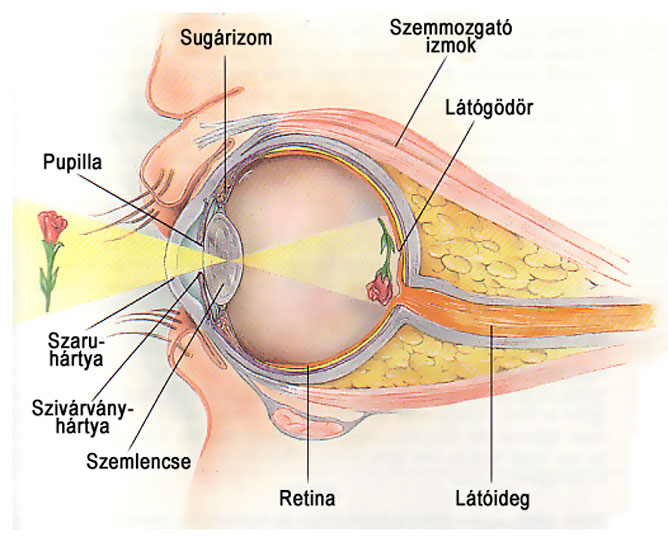 az emberi szem sisakja hpv kezdeti tünetek