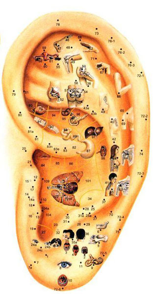 Az emberi fül akupunktúrás pontjai.
