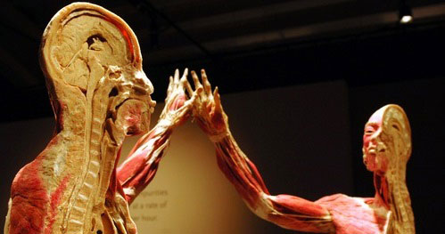 Az emberi test.