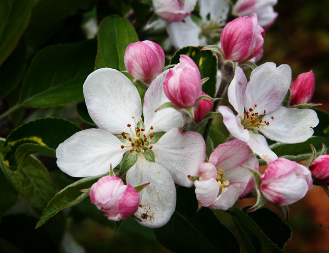 Apple blossoms.
