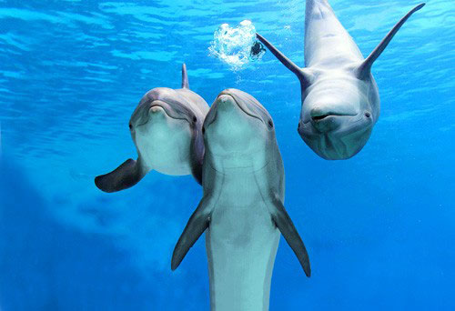 Palackorrú delfin.