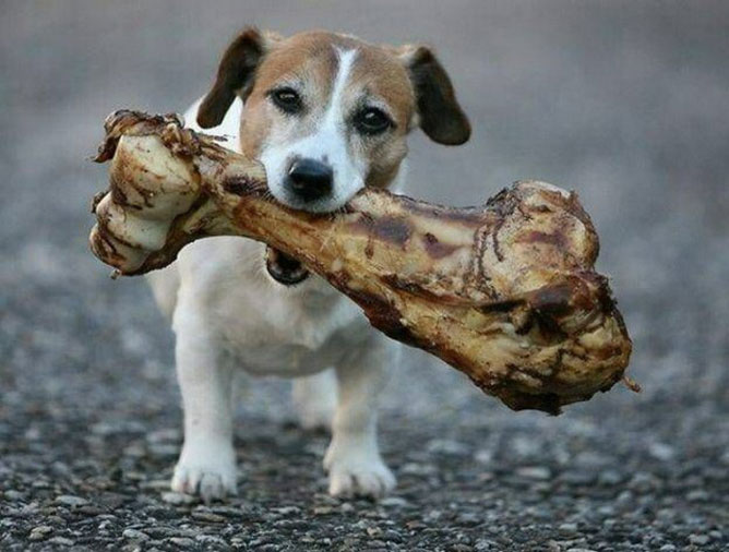 Kutya nagy csonttal.