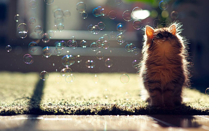 Cat-playing-with-bubbles.