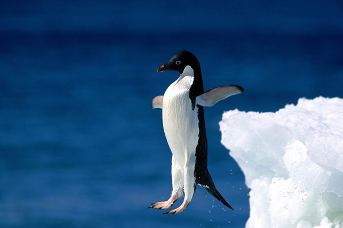 Pingvin.