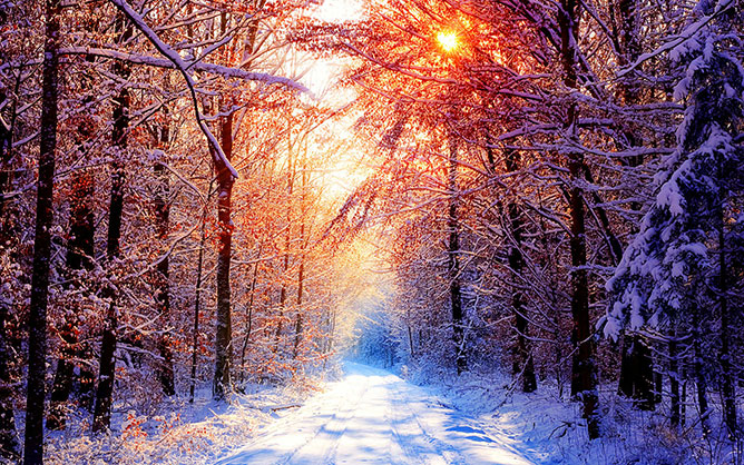Winter forest.