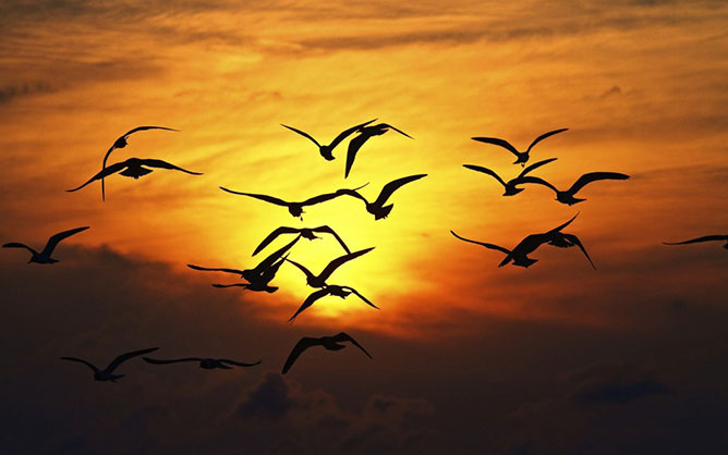 birds in sunset.