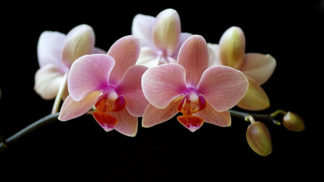 orchidea.