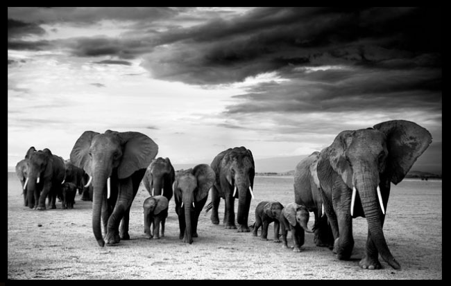 Sétáló elefántok.