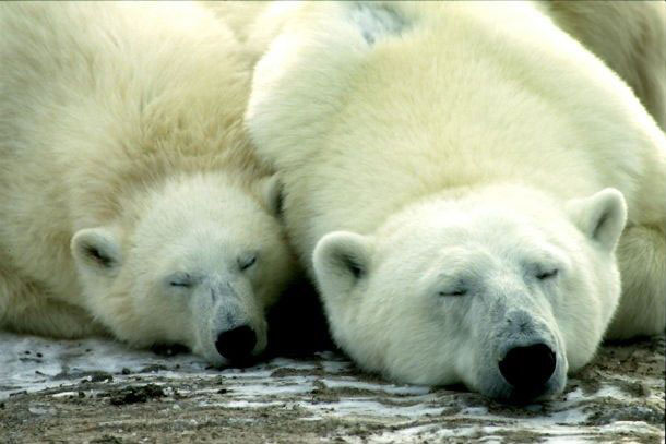 Alvó jegesmedvék.