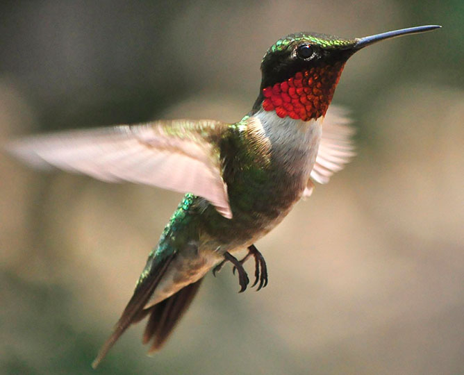 kolibri.