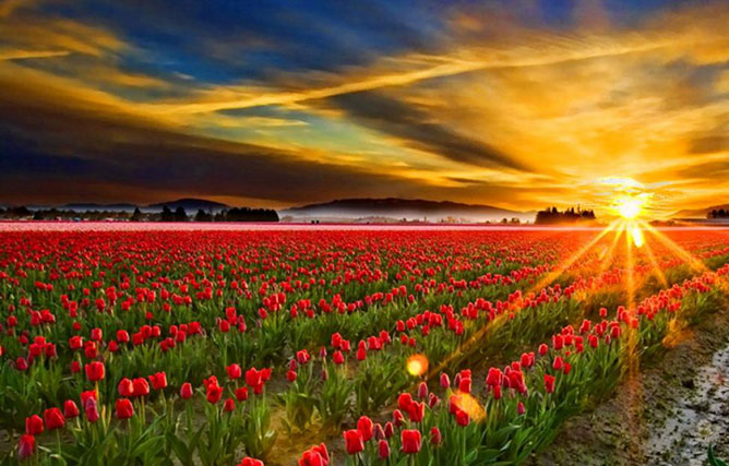 tulipánföld.