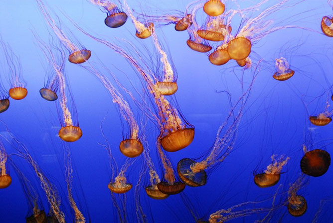 medúzák.