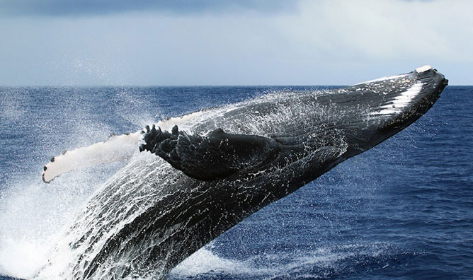 hosszúszárnyú bálna.