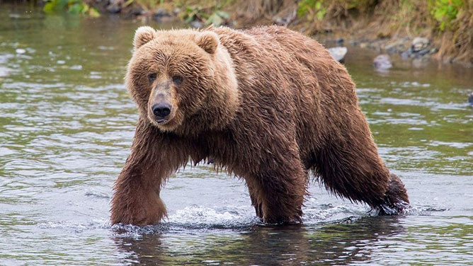 Kodiak-medve.