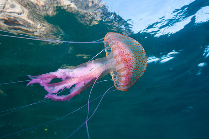 medúza.