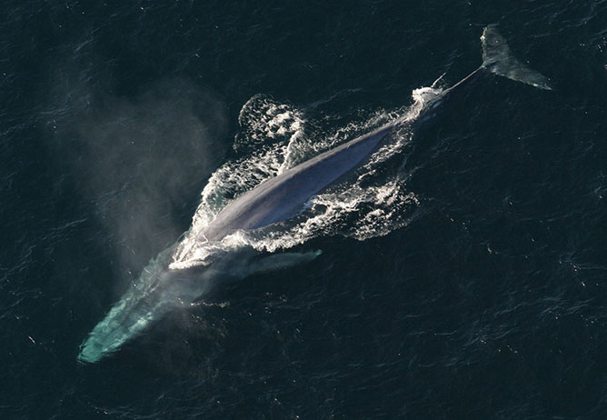 kék bálna.